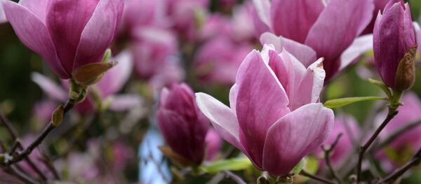 Magnolia (Archivo) Magnolia (Archivo) - Sputnik Mundo