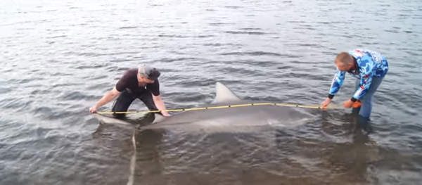 Cazan a un monstruoso tiburón de tres metros en Australia Cazan a un monstruoso tiburón de tres metros en Australia - Sputnik Mundo