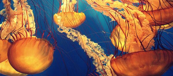 Medusas Medusas - Sputnik Mundo