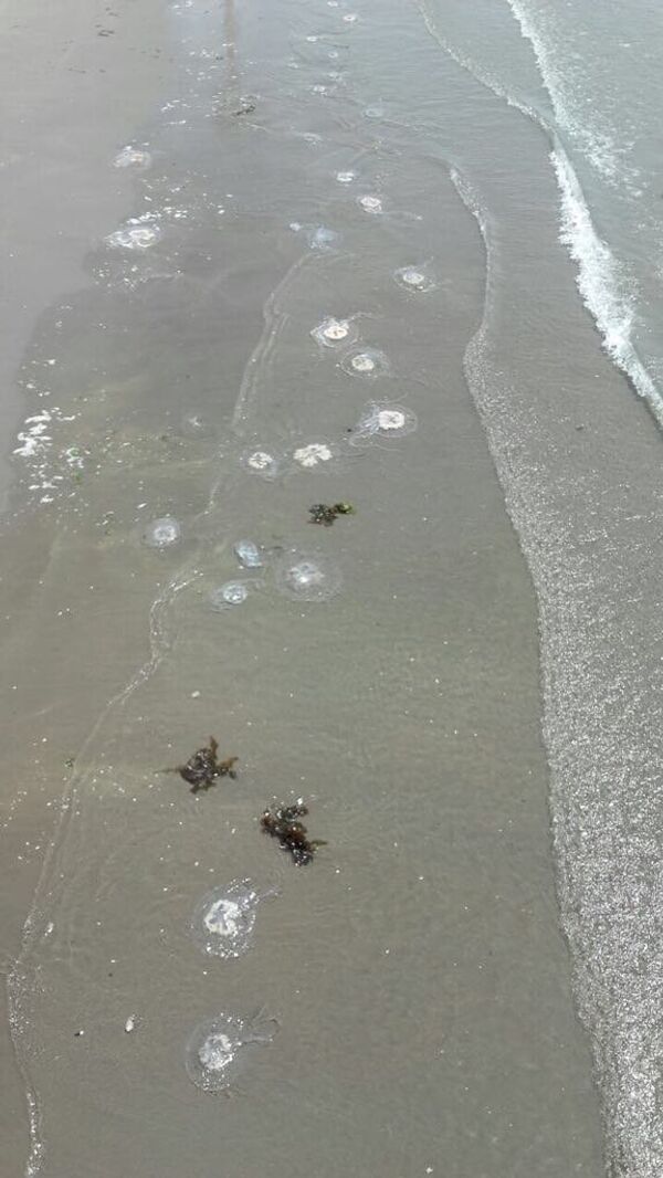 Invasión de medusas en Puerto Madryn Invasión de medusas en Puerto Madryn - Sputnik Mundo