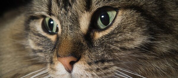 Un gato - Sputnik Mundo