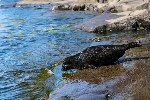 La foca anillada de Ládoga La foca anillada de Ládoga - Sputnik Mundo