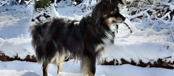 Un pastor ovejero australiano - Sputnik Mundo