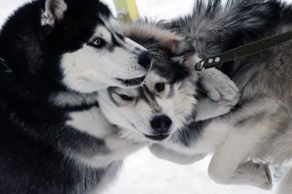 Perros de raza husky durante una carrera de trineos celebrada en la ciudad de Novosibirsk (Rusia), el 6 de enero de 2018 - Sputnik Mundo