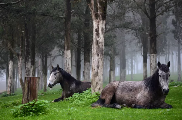 Dos caballos descansan en un bosque cerca de las ruinas de una antigua ciudad grecorromana en Shahhat (Libia). - Sputnik Mundo