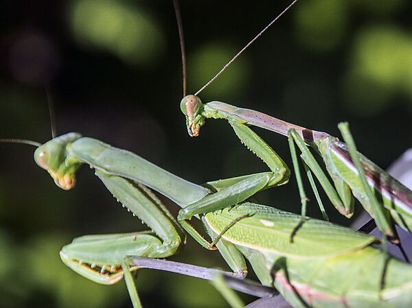 Mantis religiosa - Sputnik Mundo