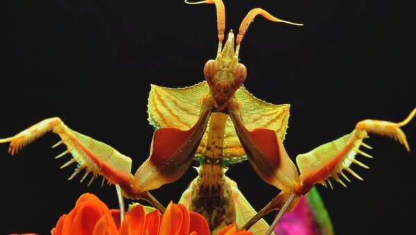 Mantis religiosa - Sputnik Mundo