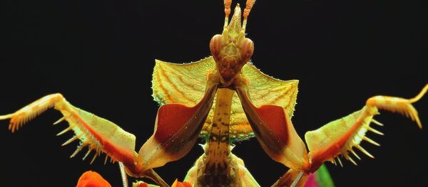 Mantis religiosa - Sputnik Mundo