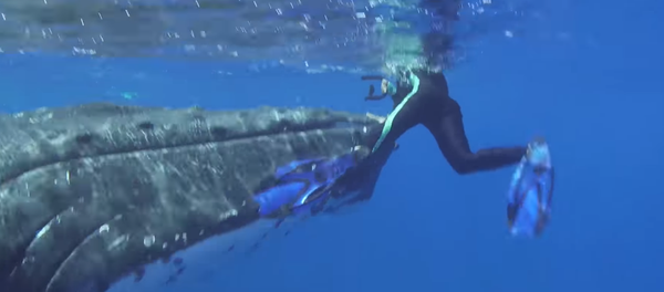 Una heroica ballena protege a una bióloga del ataque de un tiburón - Sputnik Mundo