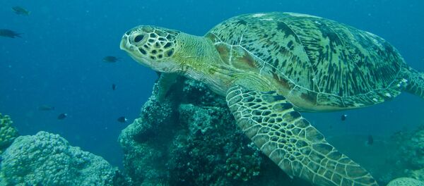 Una tortuga - Sputnik Mundo