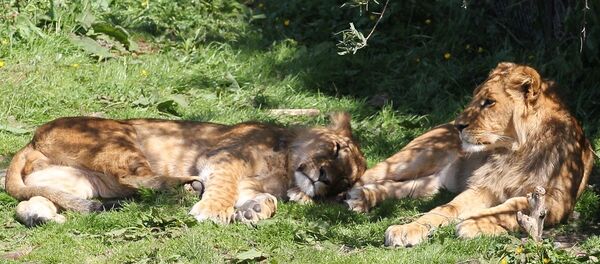 Una pareja de leones - Sputnik Mundo