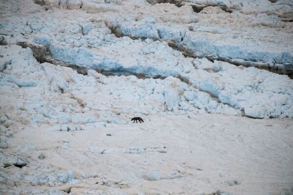 Las cataratas del Niágara se convierten en un cuento de hielo estos días - Sputnik Mundo