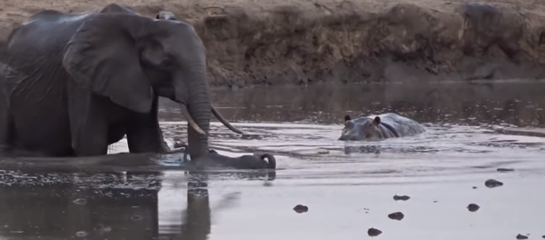 Una elefante protegiendo a su hijo de un hipopótamo - Sputnik Mundo