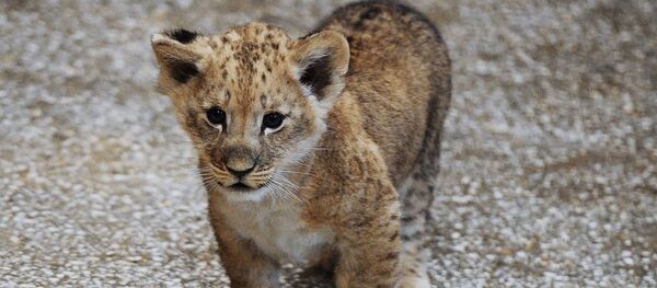 Сachorro de leon (Archivo) - Sputnik Mundo