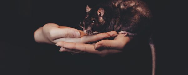 Una rata (imagen referencial) - Sputnik Mundo