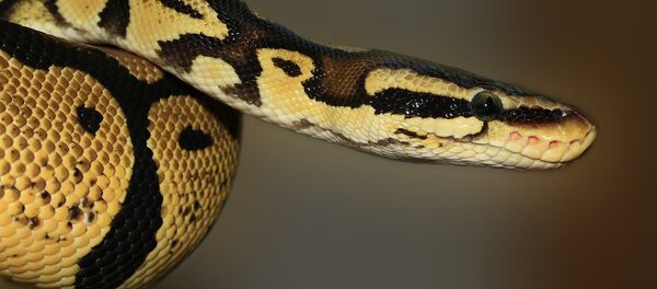 Un pitón Un pitón - Sputnik Mundo