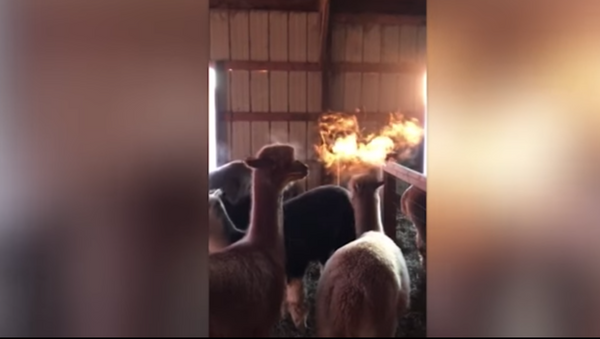 Una alpaca que 'exhala fuego' desconcierta a los internautas - Sputnik Mundo