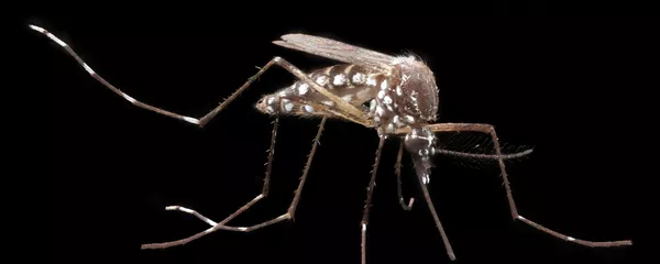 Aedes aegypti, el mosquito de la fiebre amarilla Aedes aegypti, el mosquito de la fiebre amarilla - Sputnik Mundo