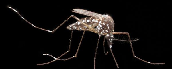 Aedes aegypti, el mosquito de la fiebre amarilla - Sputnik Mundo