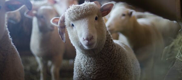 Ovejas (archivo) - Sputnik Mundo