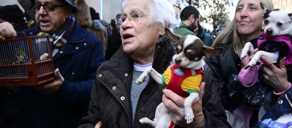 Los animales españoles celebran el día de San Antón Los animales españoles celebran el día de San Antón - Sputnik Mundo