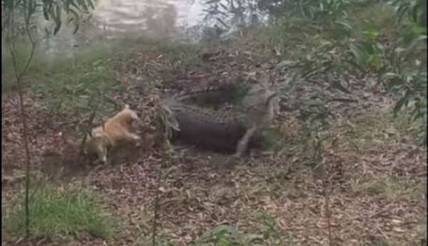 Batalla entre un perro y un cocodrilo - Sputnik Mundo