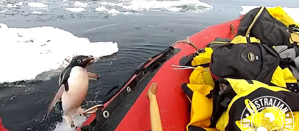 Un pingüinito toma al asalto una lancha de investigación australiana Un pingüinito toma al asalto una lancha de investigación australiana - Sputnik Mundo
