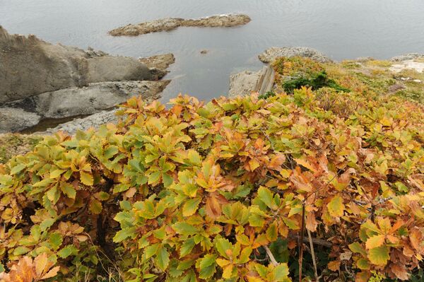 La 'perla negra' de las Kuriles: la belleza de la isla de Kunashir - Sputnik Mundo
