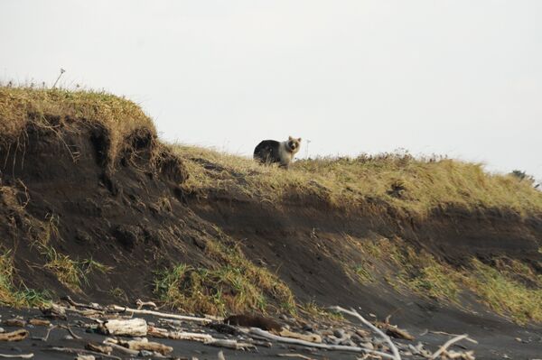La 'perla negra' de las Kuriles: la belleza de la isla de Kunashir - Sputnik Mundo