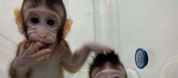 Monos cloneados, Shanghái, China - Sputnik Mundo