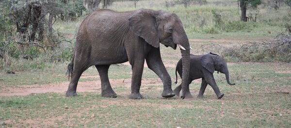 Elefantes (imagen referencial) - Sputnik Mundo
