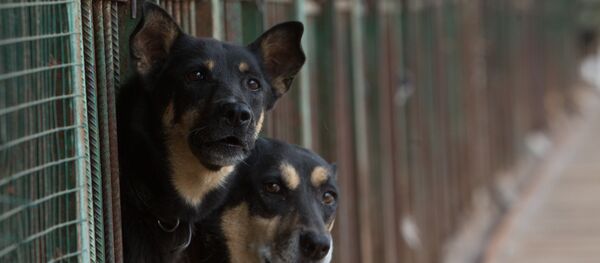 Un refugio de perros en Moscú - Sputnik Mundo