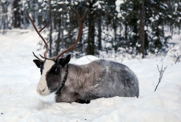 Los saami de Rusia: la vida de un pueblo único a través de las imágenes - Sputnik Mundo