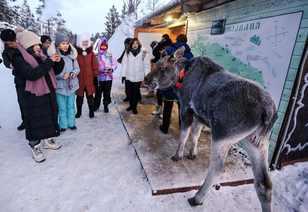 Los saami de Rusia: la vida de un pueblo único a través de las imágenes - Sputnik Mundo