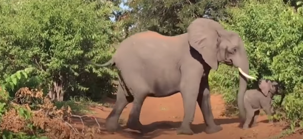 Un elefante toma por asalto un vehículo de turistas en África Un elefante toma por asalto un vehículo de turistas en África - Sputnik Mundo