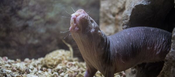 Rata topo desnuda (imagen referencial) - Sputnik Mundo