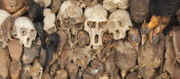 Cabezas y colas: los tesoros del principal mercado de vudú del mundo - Sputnik Mundo