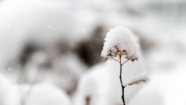 La nieve (imagen referencial) - Sputnik Mundo