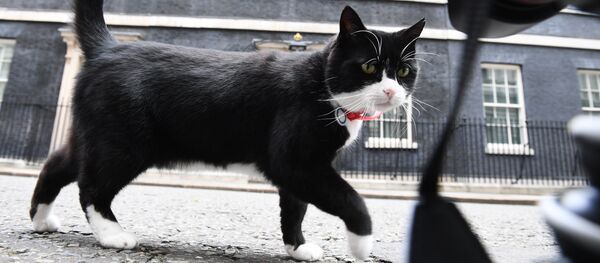 El gato Palmerston El gato Palmerston - Sputnik Mundo