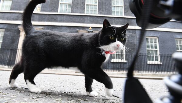 El gato Palmerston - Sputnik Mundo