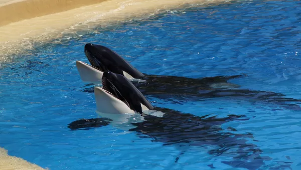 Unas orcas, imagen referencial