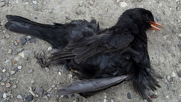 Un pájaro muerto - Sputnik Mundo