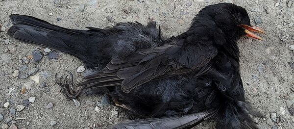 Un pájaro muerto - Sputnik Mundo