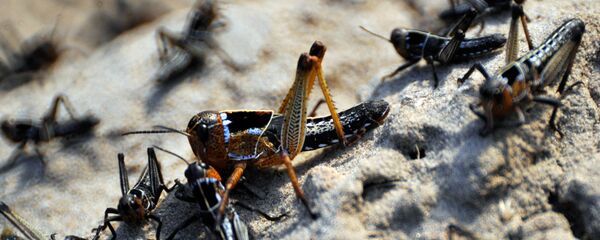 Plaga de langostas, foto de archivo - Sputnik Mundo