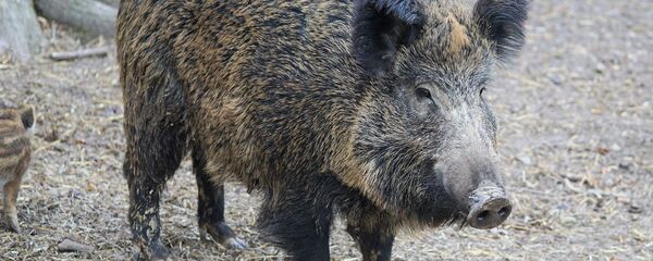 Un jabalí - Sputnik Mundo