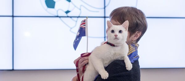 El gato Aquiles - Sputnik Mundo