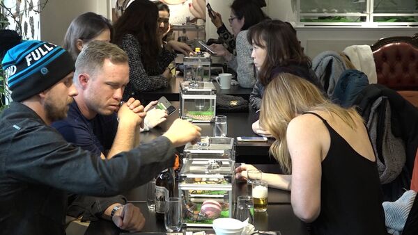 Experiencia 'no para cobardicas': un café en compañía de serpientes - Sputnik Mundo