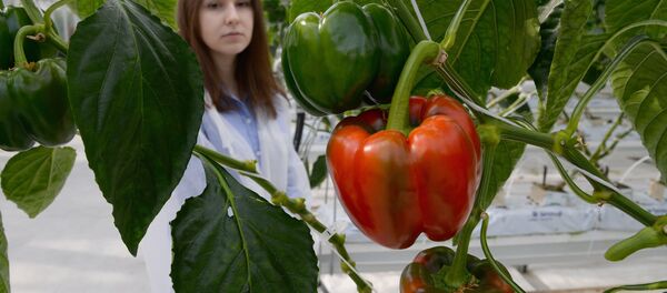 Un complejo de invernaderos en Rusia (imagen referencial) - Sputnik Mundo