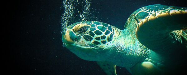 Una tortuga marina - Sputnik Mundo