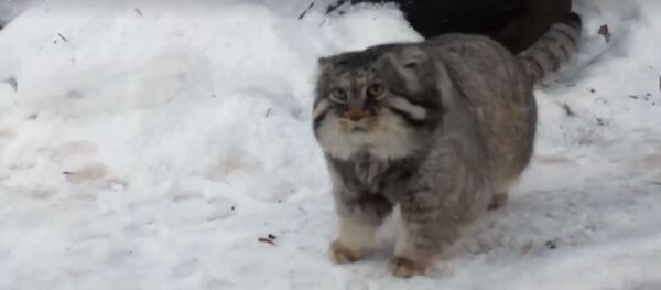 Manul del parque zoológico de Moscú Manul del parque zoológico de Moscú - Sputnik Mundo
